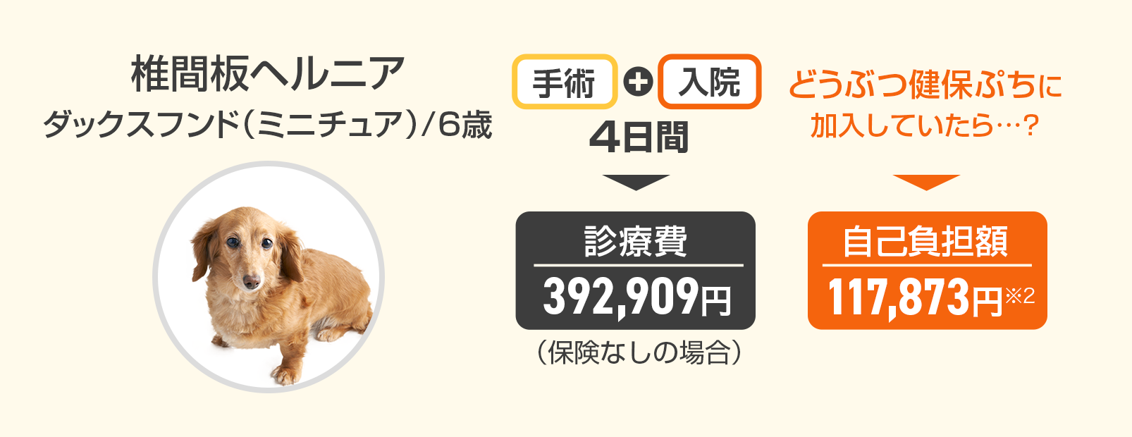 『椎間板ヘルニア』ダックスフンド（ミニチュア）/6歳の場合