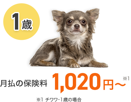 【1歳】月払の保険料 1,020円～ ※1 チワワ・1歳の場合